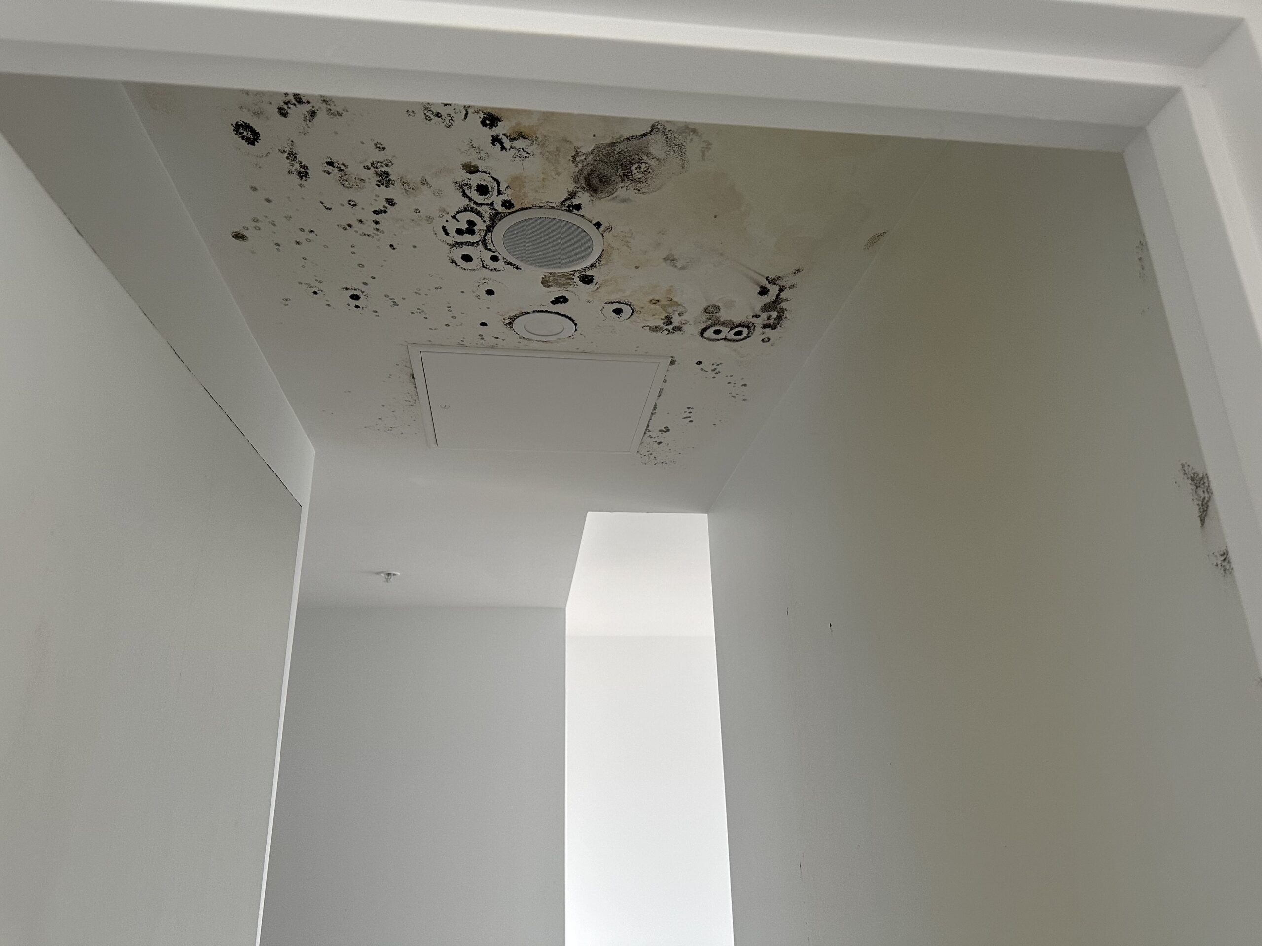 Occupational Hygienist mould inspection