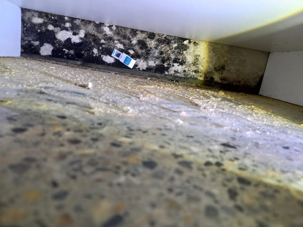 Mould Inspection