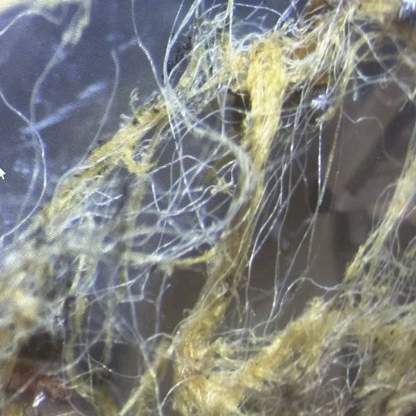 Asbestos Testing Fibres